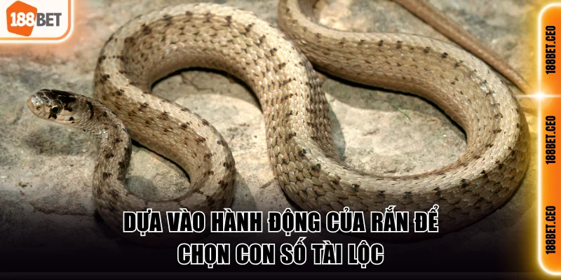 Dựa vào hành động của rắn để chọn con số tài lộc