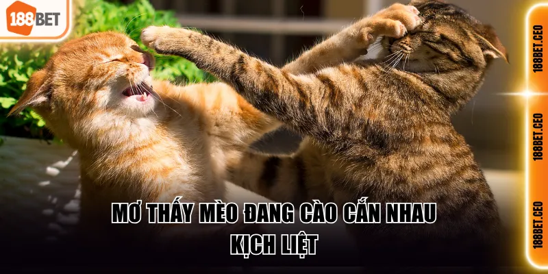 Mơ thấy mèo đang cào cắn nhau kịch liệt